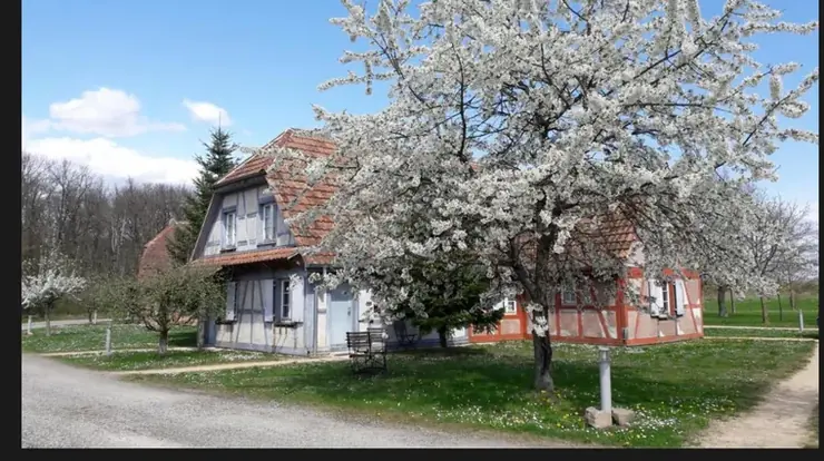 Maisons &agrave; colombages sous les cerisiers en fleurs
